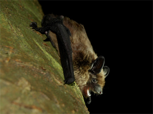 Breitflügelfledermaus (Seebens) Breitflügelfledermaus (Seebens)