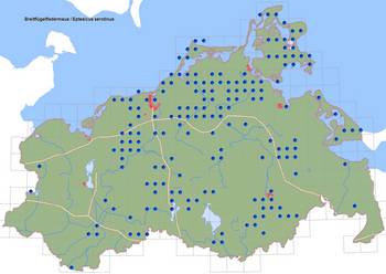 Verbreitung Breitflügelfledermaus in M-V