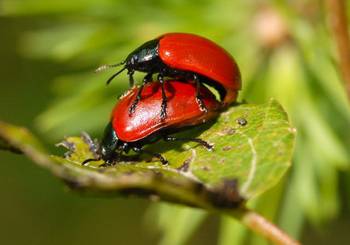 Pappelblattkäfer (H. Matthes)