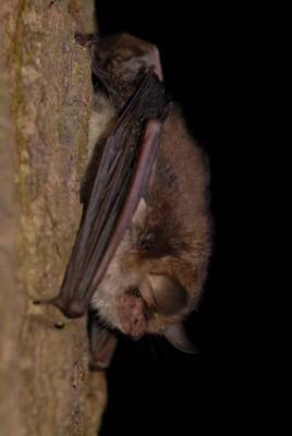 Fransenfledermaus (H.Matthes)