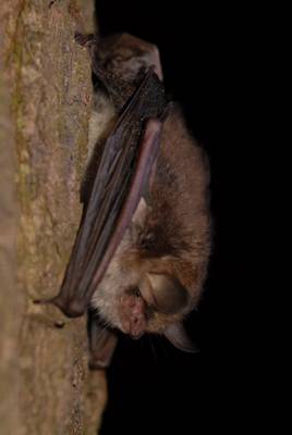 Fransenfledermaus (H.Matthes)