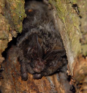 Mopsfledermaus (H. Matthes)