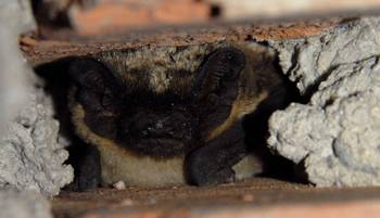 Zweifarbfledermaus (H. Matthes)