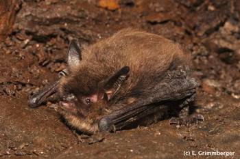 Kleine Bart (E. Grimmberger)